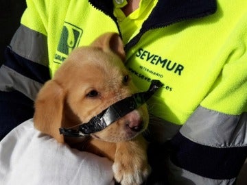 Cachorro hallado con cinta adhesiva en el hocico