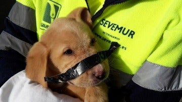 Cachorro hallado con cinta adhesiva en el hocico