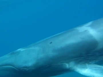 Ballena de la especie Omura captada por primera vez en libertad