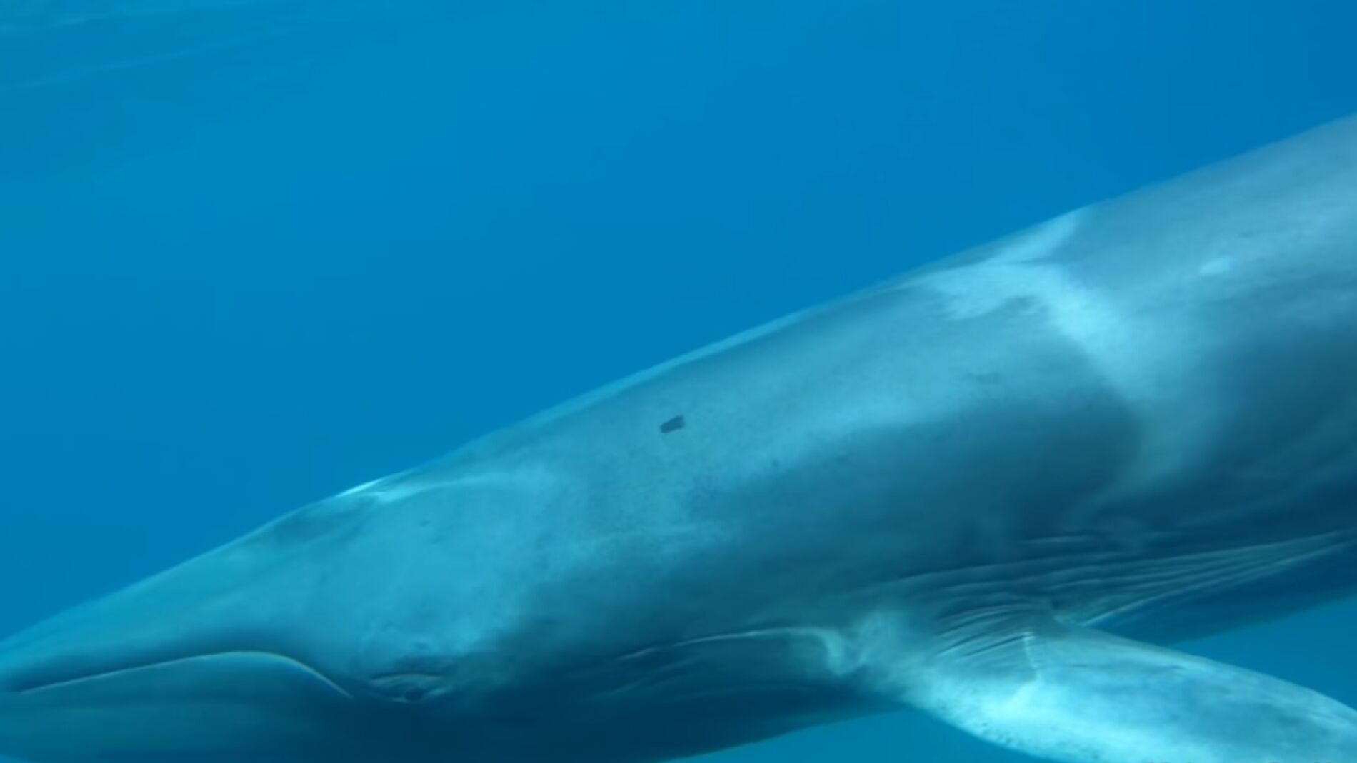 Ballena de la especie Omura captada por primera vez en libertad