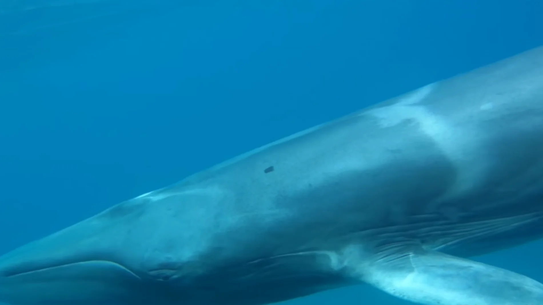 Ballena de la especie Omura captada por primera vez en libertad Ballena de la especie Omura captada por primera vez en libertad