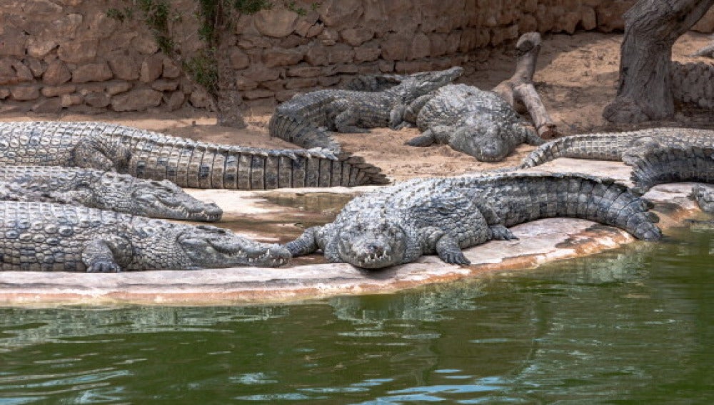 Cocodrilos