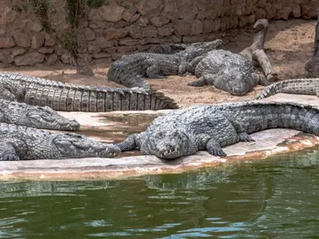 Cocodrilos Cocodrilos