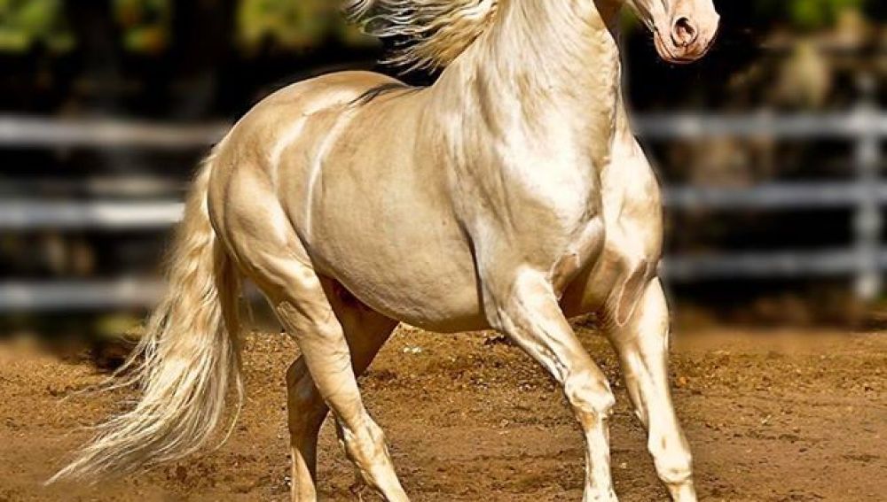 Caballo Akhal-Teke