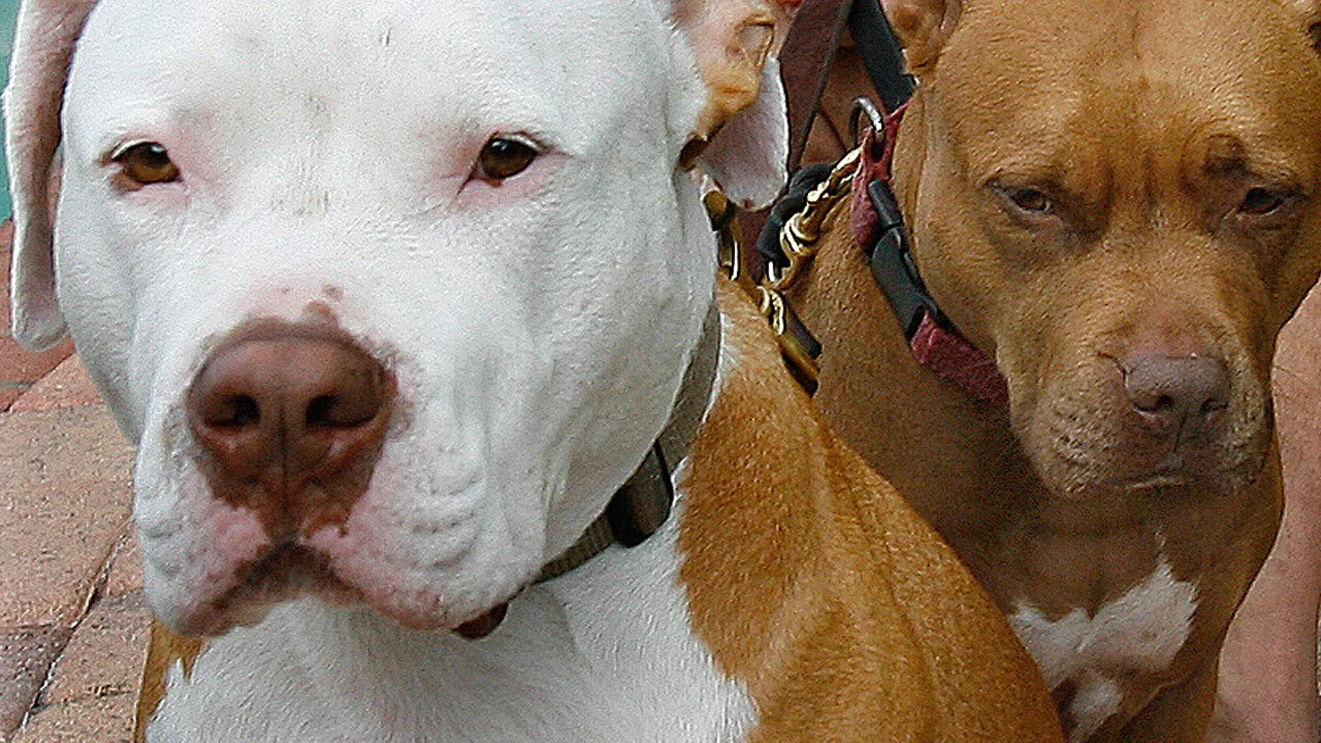 Imagen recurso de dos perros raza bull-terrier Imagen recurso de dos perros raza bull-terrier