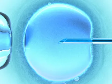 Imagen de un proceso de inseminación Imagen de un proceso de inseminación