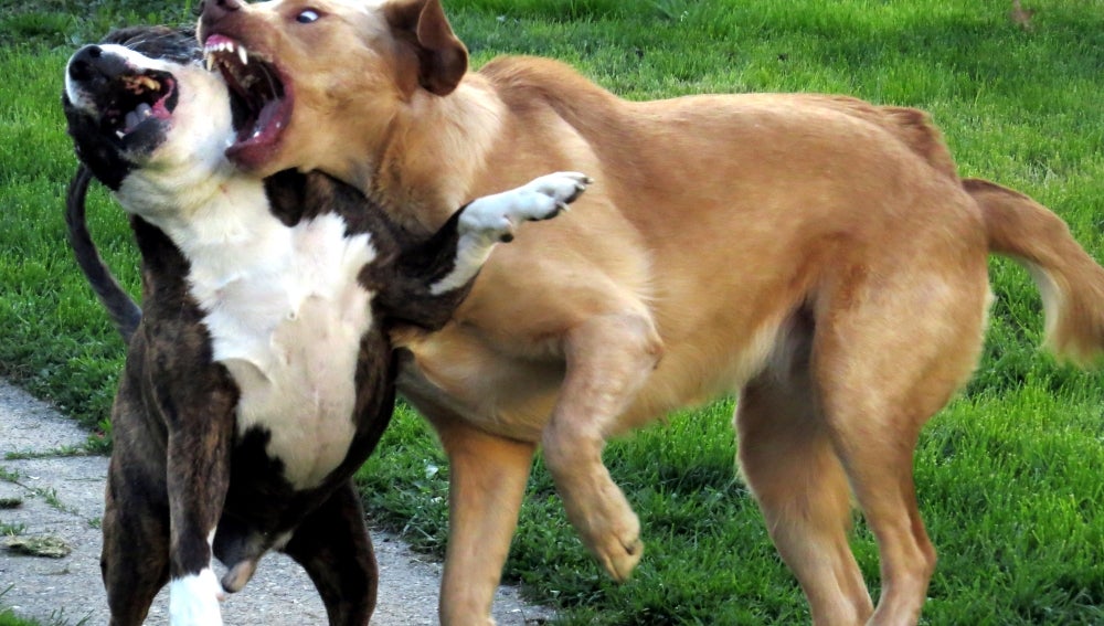 Perros peleando