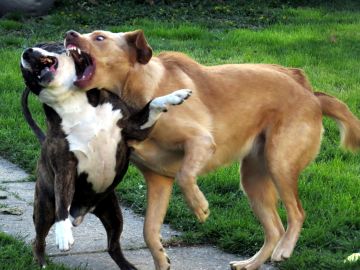 Perros peleando