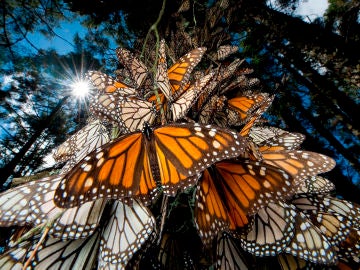 Las mariposas monarca