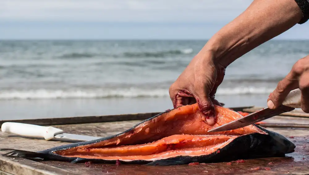 Salmón recién pescado