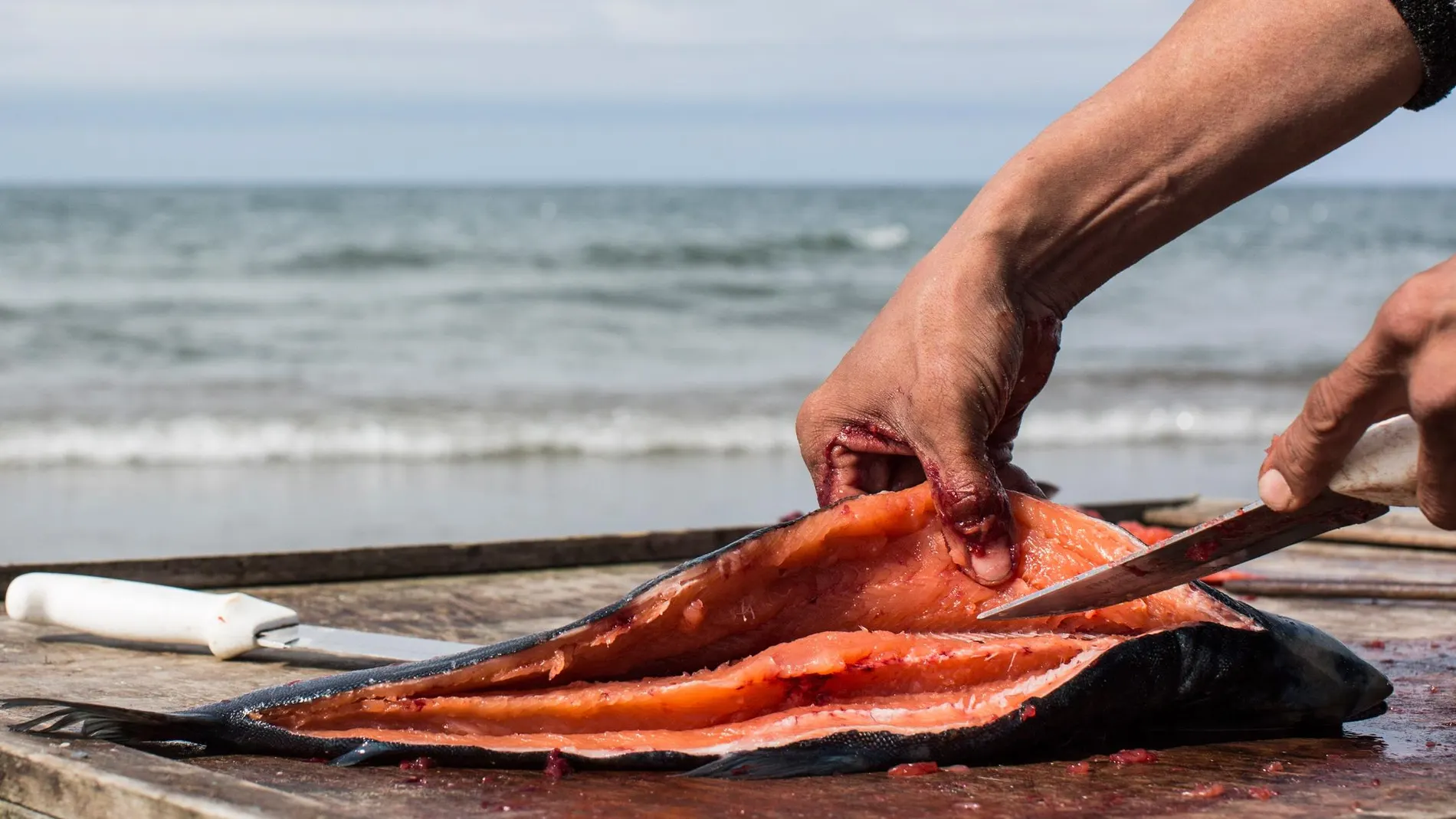Salmón recién pescado Salmón recién pescado