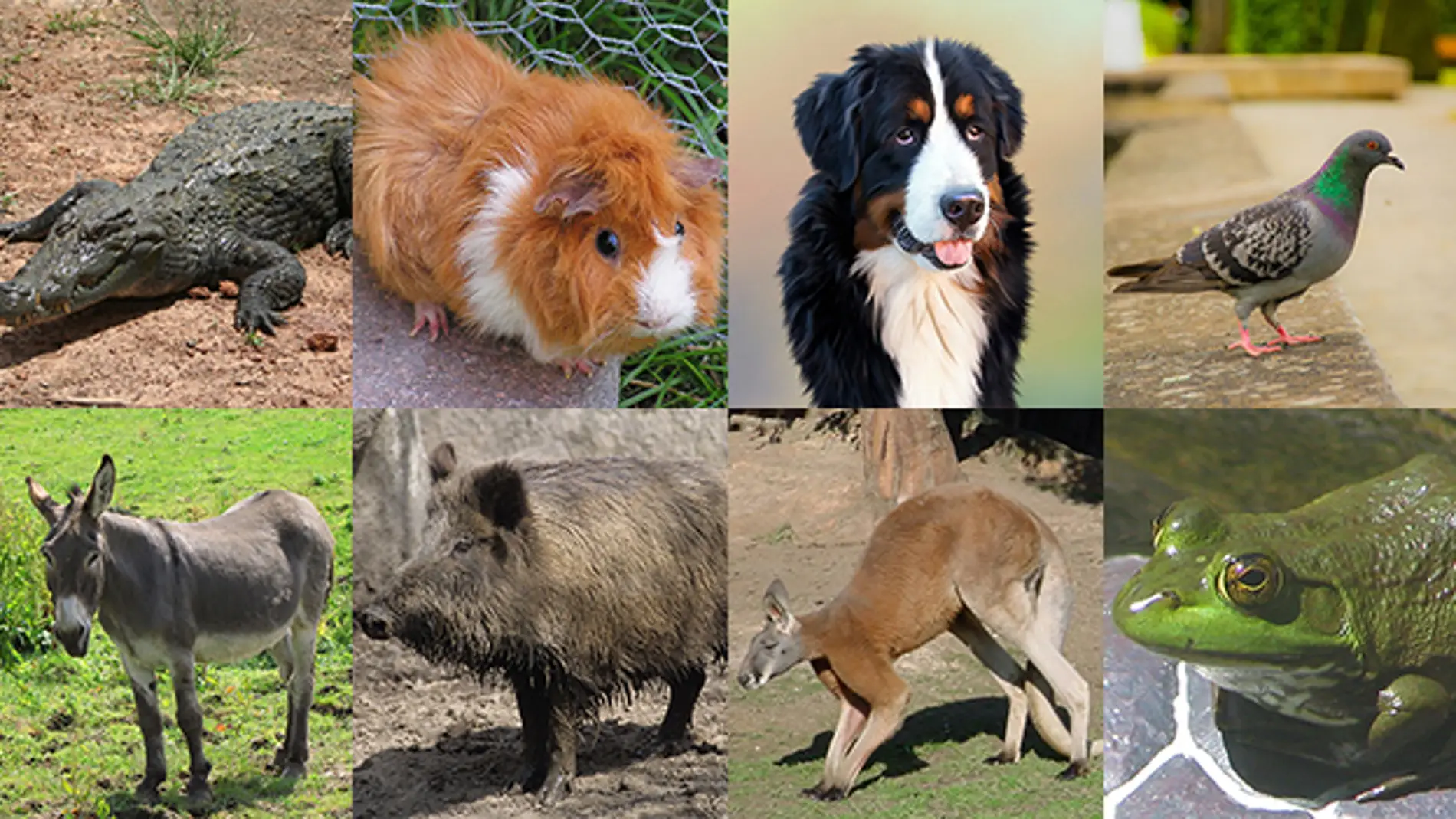 ¿Cuáles de estos animales te has comido?