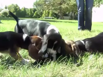 Primera camada de perros in vitro Primera camada de perros in vitro