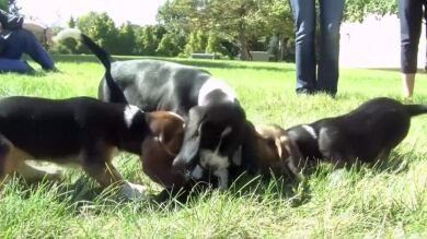 Denuncian una matanza masiva y quema de perros errantes en el sur de Marruecos