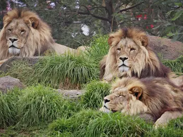 Tres leones descansando Tres leones descansando