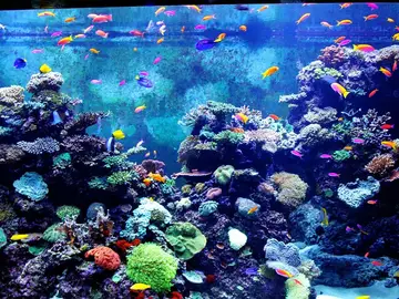 Acuario Acuario