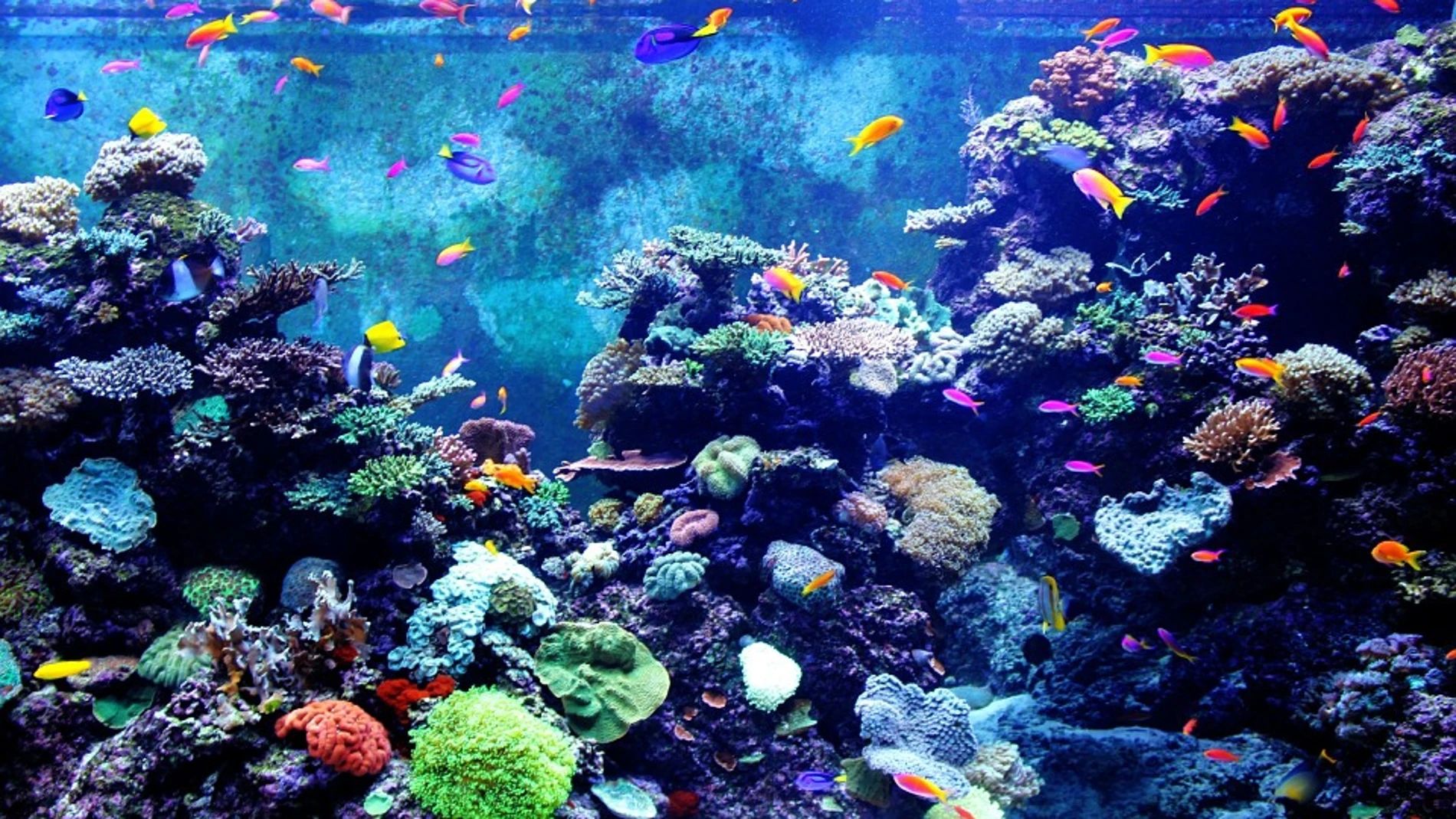 Acuario Acuario