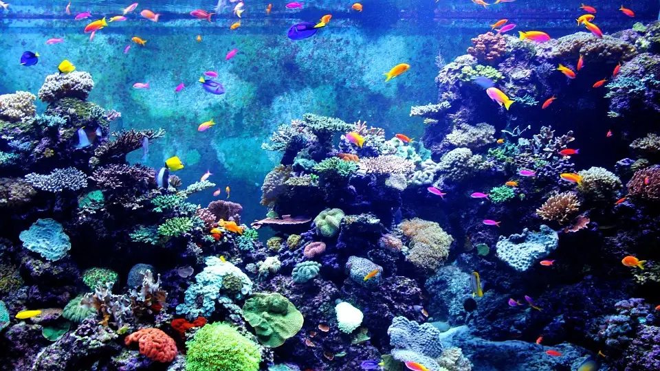 Acuario