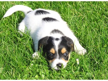 Cachorro en la hierba