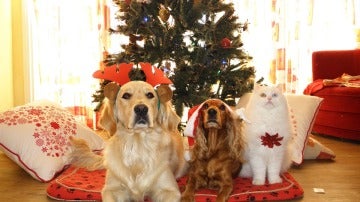 Perros y gato en Navidad