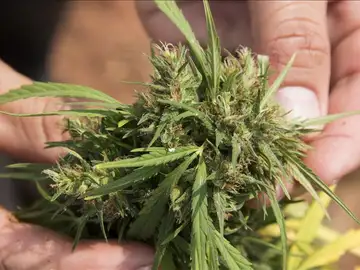 Planta de marihuana Planta de marihuana