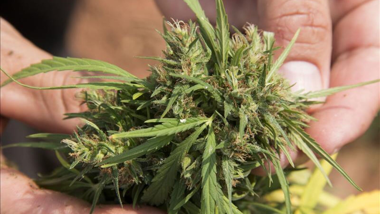 La producción de marihuana genera 1.000 millones de euros en una región holandesa