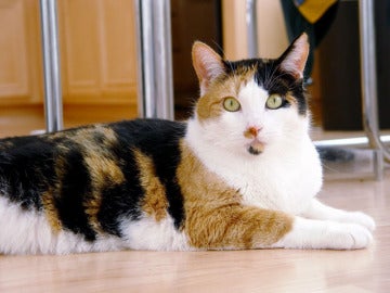 Imagen de archivo de un gato