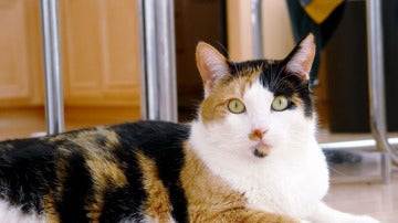 Imagen de archivo de un gato