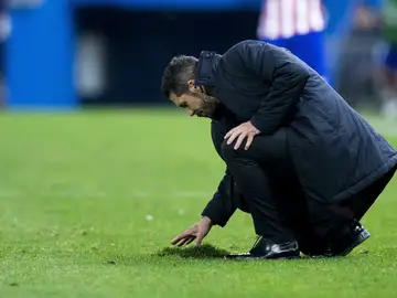 Simeone coloca el césped del Vicente Calderón Simeone coloca el césped del Vicente Calderón