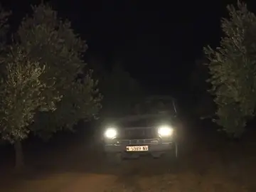 Ladrones de oro verde Ladrones de oro verde