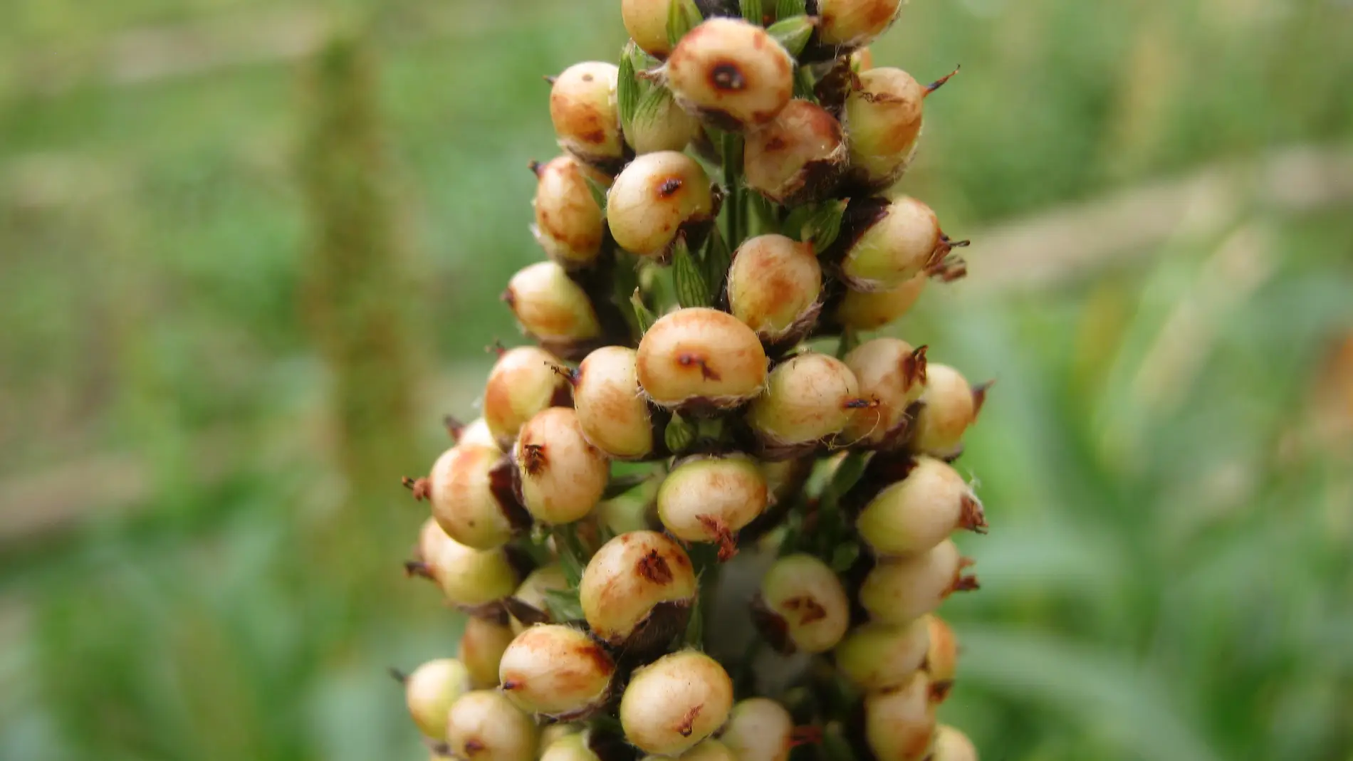 El sorgo bicolor, un alimento completísimo.