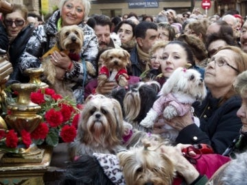 Decenas de animales en las fiestas de San Antón