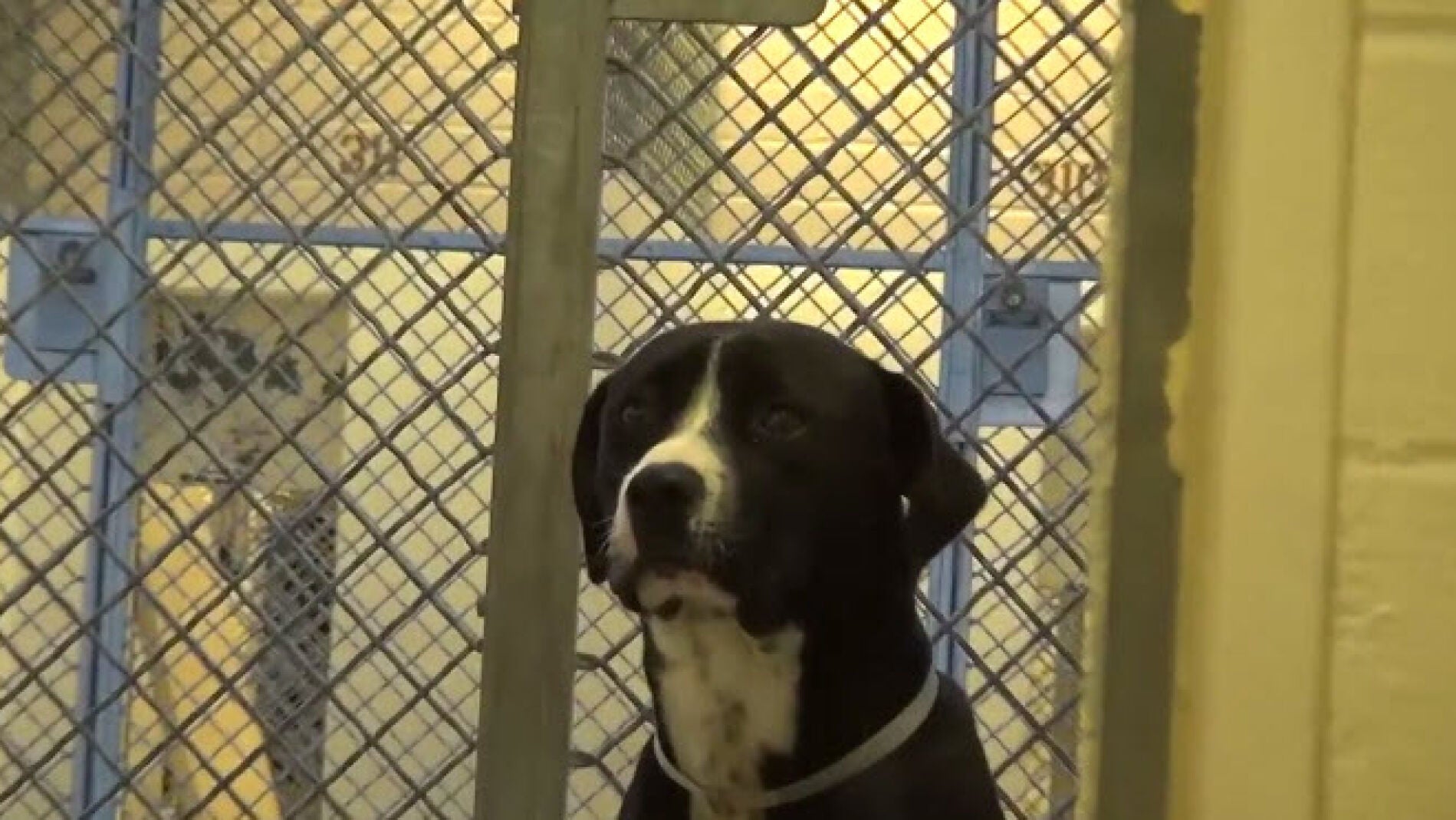 Un perro no puede ocultar su alegr&iacute;a tras ser adoptado por una familia 