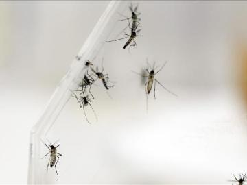 El mosquito Aedes Aegypti transmite el virus del Zika