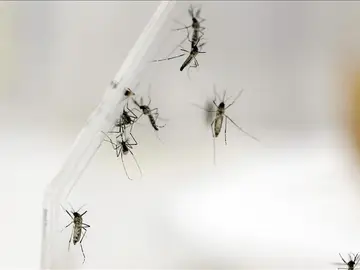 El mosquito Aedes Aegypti transmite el virus del Zika El mosquito Aedes Aegypti transmite el virus del Zika