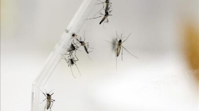 El virus Zika se extenderá por el continente americano a excepción de Canadá y Chile