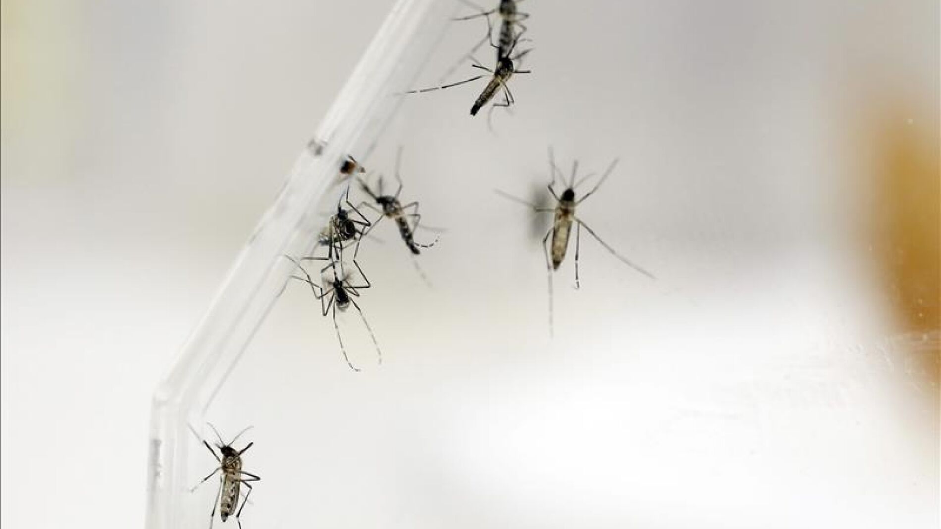 El mosquito Aedes Aegypti transmite el virus del Zika