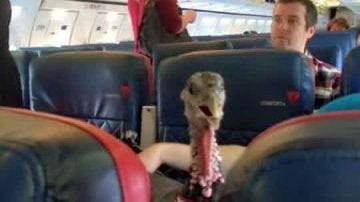 Un pavo en un avión