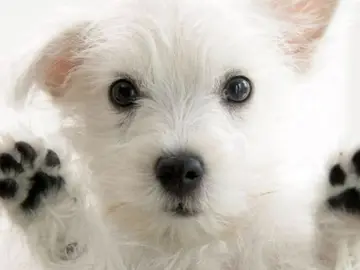 El perro, el mejor amigo del hombre El perro, el mejor amigo del hombre