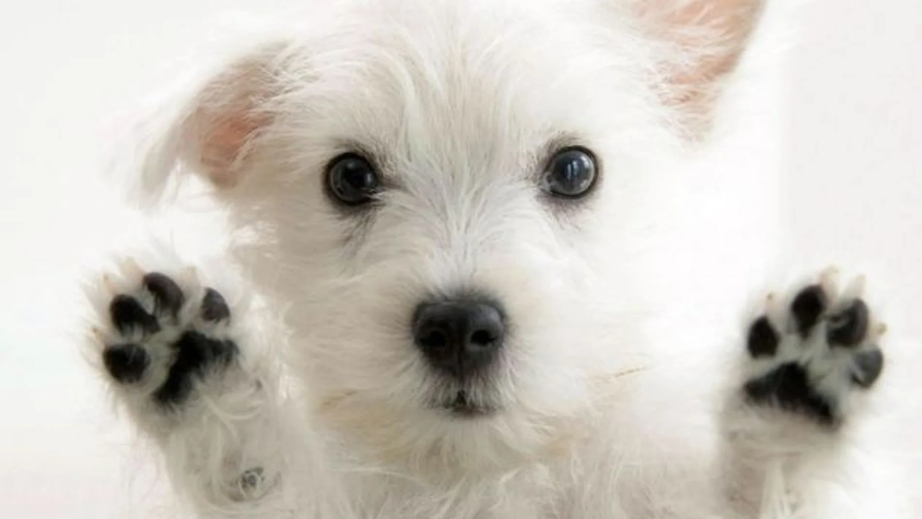 El perro, el mejor amigo del hombre El perro, el mejor amigo del hombre