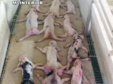 Imagen de los lechones Imagen de los lechones