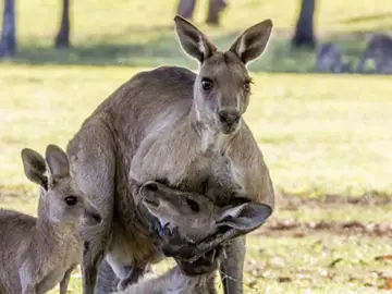 Un canguro macho sostiene a una hembra Un canguro macho sostiene a una hembra