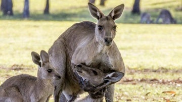 Un canguro macho sostiene a una hembra
