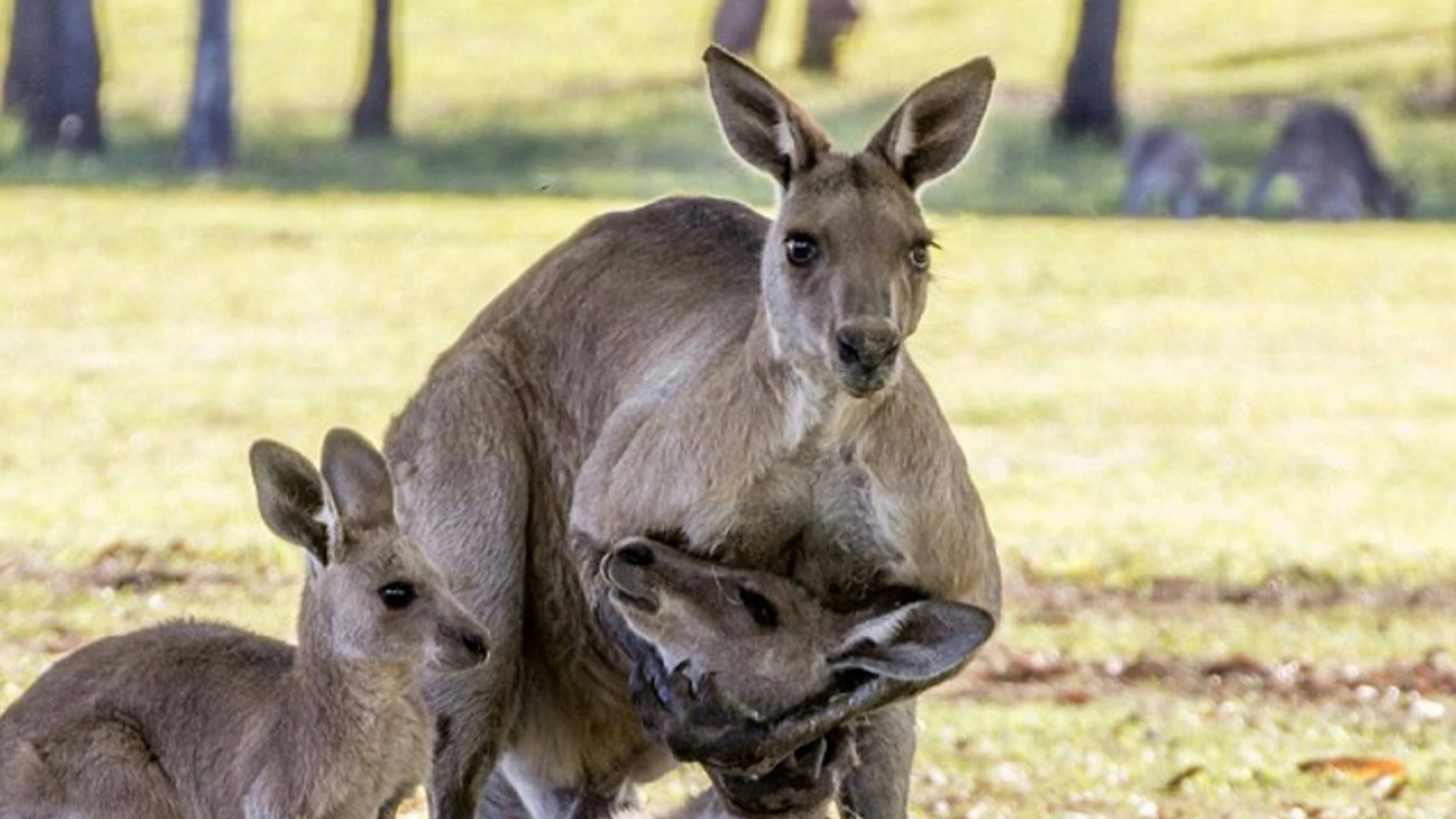 Un canguro macho sostiene a una hembra Un canguro macho sostiene a una hembra