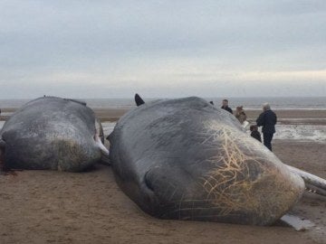 Dos de los tres cachalotes muertos en Reino Unido