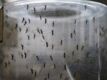 El mosquito del virus zika