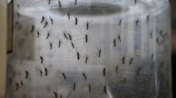 El mosquito del virus zika