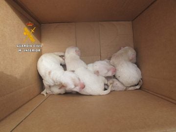 Cinco cachorros rescatados