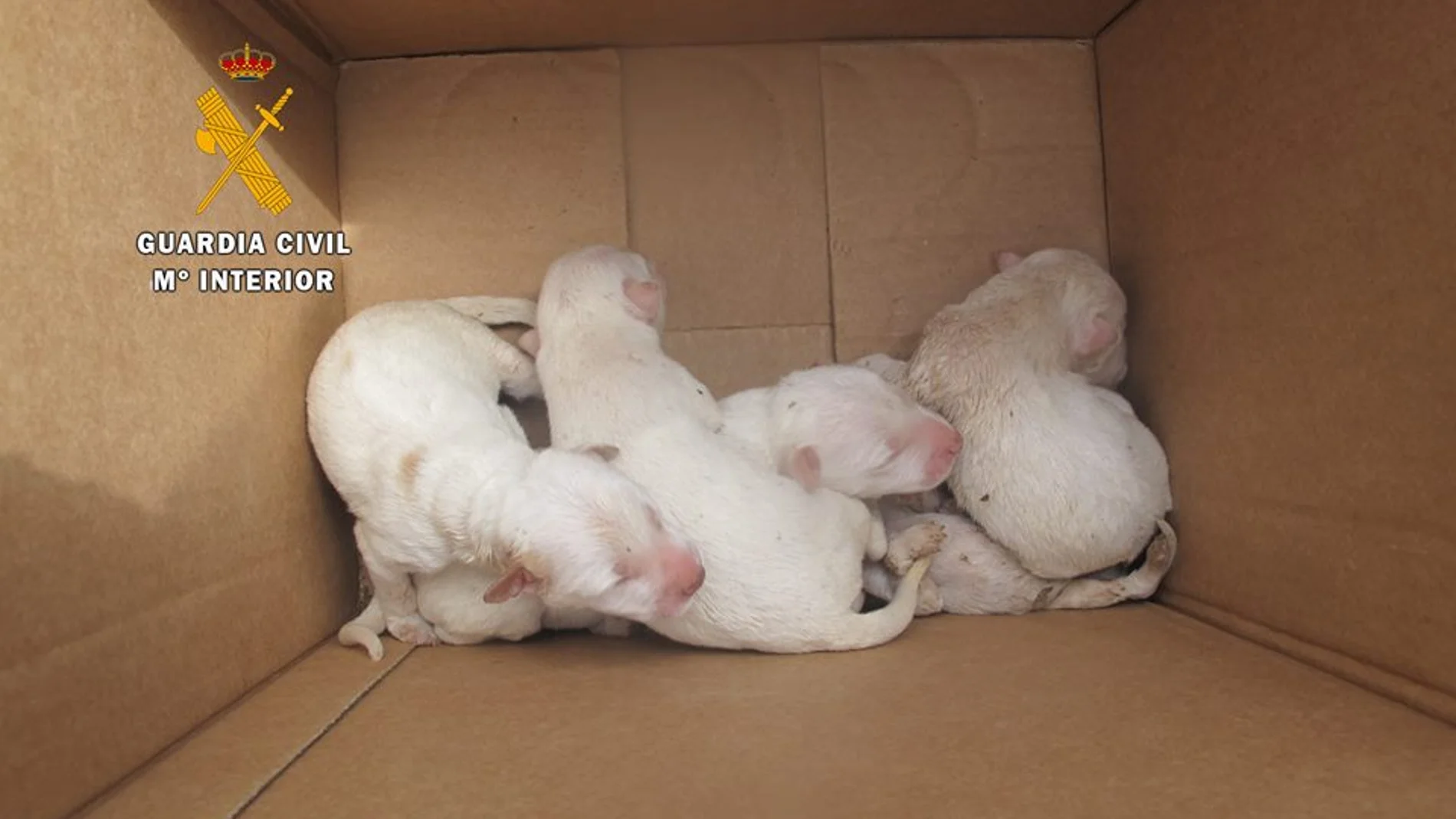 Cinco cachorros rescatados Cinco cachorros rescatados