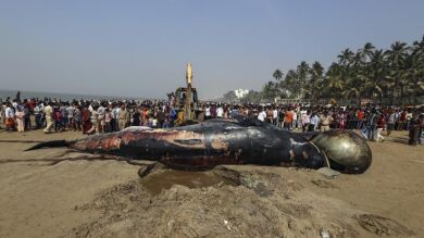 Una ballena de diez metros aparece muerta en una playa de Bombay